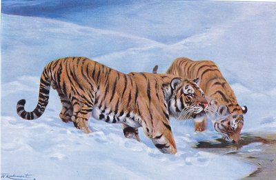 Manchurian Tiger, from Wildlife of the World by Wilhelm Kuhnert